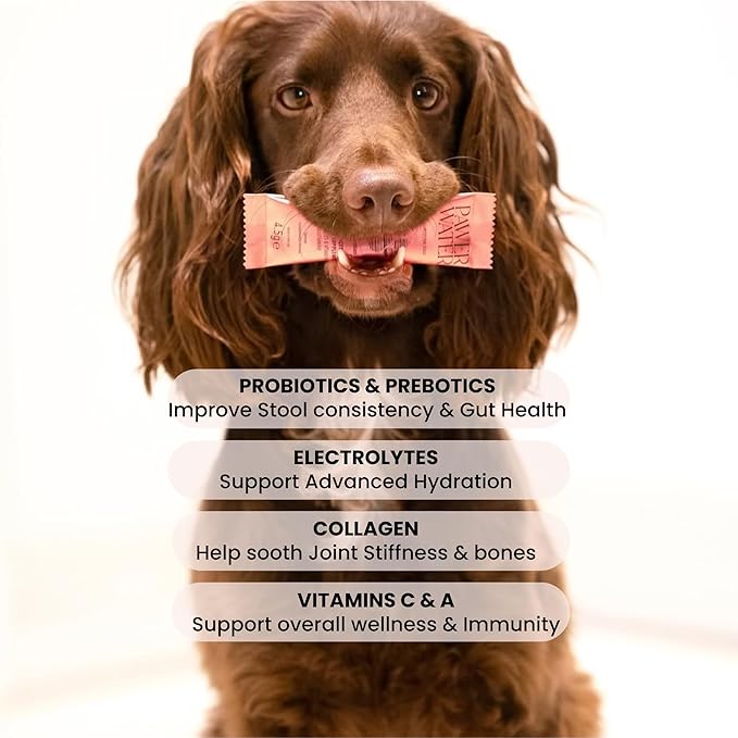 Dog Gut Health Supplement with Salmon Oil, Prebiotics & Probiotics | Digestion Support Powder for Dogs | Sensitive Stomach, Loose Stool & Gas Relief | Natural Hydration Drink Mix