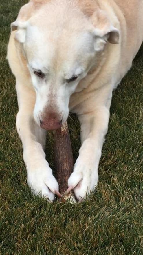 1-X Large Antler, Whole. All Natural Premium Grade A. Antler Chew. Naturally Shed, Made in The USA. Guaranteed Satisfaction