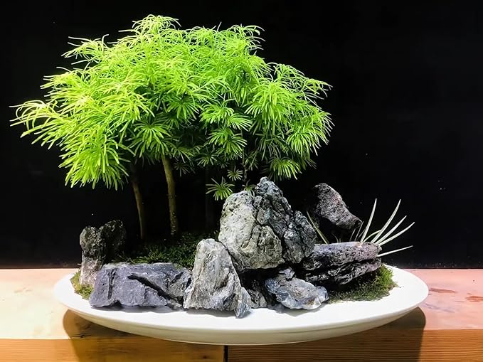 Natural Seiryu Dragon Stone - 20 Pound for Aquariums Decoration, Natural Perforated Fish Tank Decorative Stone for Freshwater Shrimp/Bucket and Reptile Terrarium Hardlandscape, 3-9 Inch