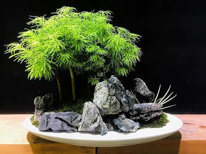 Natural Seiryu Dragon Stone - 20 Pound for Aquariums Decoration, Natural Perforated Fish Tank Decorative Stone for Freshwater Shrimp/Bucket and Reptile Terrarium Hardlandscape, 3-9 Inch