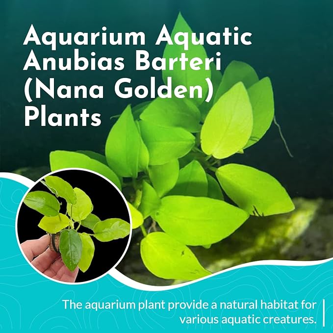 Aquarium Anubias Barteri Nana Golden - Absorb Excess Pollutants & Nitrates - All Natural & Organic Fish Resting Spots - Golden Yellow Aquatic Plants - Small