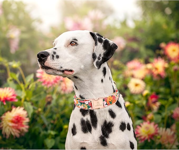 Lionheart glory Premium Floral Dog Collars Spring Dog Collar, Adjustable Heavy Duty Girl Dog Collar for Small Dogs
