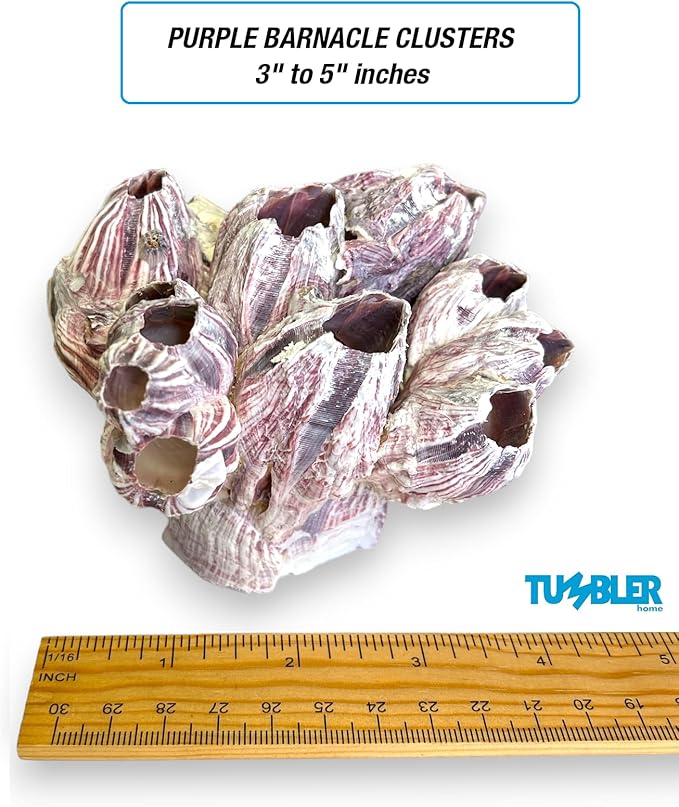 Tumbler Home Purple Barnacle Cluster for Aquarium Ornaments, Real Barnacles for Saltwater Aquariums, Fish Tank Decorations and Accessories, Coastal and Nautical Bathroom or Party Decoration (2 Pack)