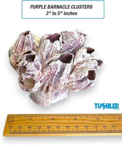 Tumbler Home Purple Barnacle Cluster for Aquarium Ornaments, Real Barnacles for Saltwater Aquariums, Fish Tank Decorations and Accessories, Coastal and Nautical Bathroom or Party Decoration (2 Pack)