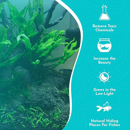 Live Java Fern Microsorum Pteropus on Mat Plant - Great for Modern Aquariums Provides Shelter to Baby Fish Fast Growth, Long Lasting & Easy Care Aquatic Plants Half Mat, Green