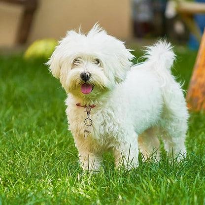 Dog Tag Clips 2 Pack Easy Change for Pet ID Tag Quick Clips Small Medium Large Dogs and Cats Collars|Silver|