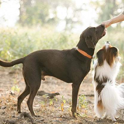 Chicken Jerky Tenders, Healthy Natural Dog Treats Rawhide-Free Grain-Free Chicken Jerky for Dogs High Protein Training Treats Snacks for Small Medium Large Dogs 12 Counts