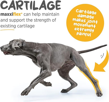 maxxipaws - maxxiflex+ Hip & Joint Supplement for Dogs with Glucosamine, Chondroitin, MSM & Collagen | Mobility, Flexibility & Discomfort Support | Senior, Adult & All Breeds | 120 Tablets