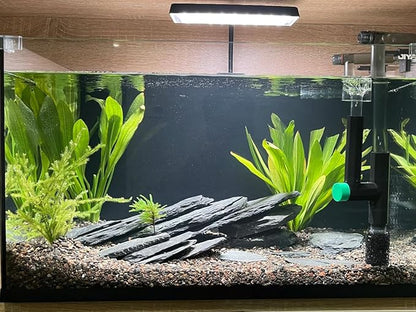 Natural Slate Stone Rocks 2 to 4 inch Aquariums Stone for Aquascaping,Terrariums,Reptile Enclosures,Paludariums, and Gardens-5lb