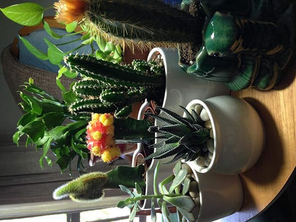 Voulosimi River Rock Stones, Natural Decorative Polished Mixed Pebbles Gravel,Outdoor Decorative Stones for Plant Aquariums, Landscaping, Vase Fillers (6 LB, Mixed Colors)