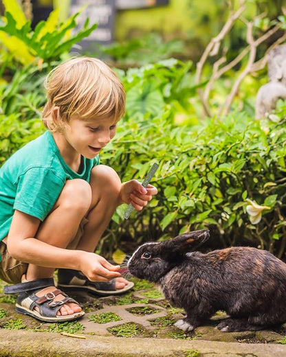 ERKOON 38Pcs Timothy Hay Sticks, Guinea Pig Toys, Rabbit Chew Toys for Teeth Natural Molar Sticks Rabbits Treats for Bunnies, Chinchilla, Guinea Pigs, Gerbil, Hamster