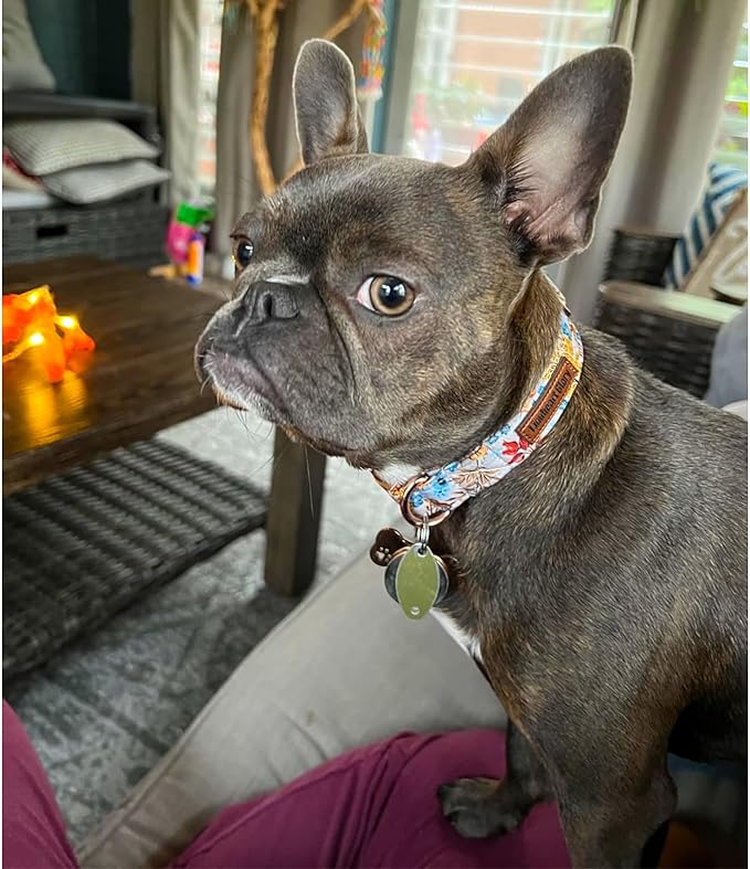 Lionheart glory Premium Dog Collars Fall Dog Collar, Heavy Duty Adjustable Dog Collar for Small Dogs Maple Leaf Dog Collar