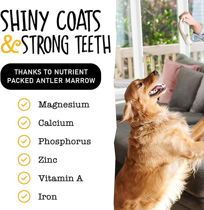 Snatchers Whole Elk Antlers for Mild to Aggressive Chewers  Durable, Naturally Shed Antlers for Dogs Processed in the USA with No Additives  Vitamin-Rich Dog Treats for Fun & Health (Medium 1 Count)