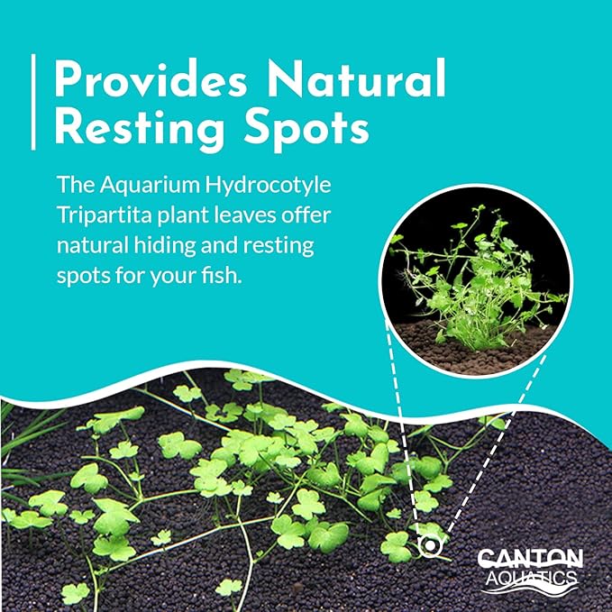 Dwarf Pennywort Japan (Hydrocotyle Tripartita) Potted - Versatile - Clover-Shaped Leaves - Mid-Ground Positioning - All Natural & Organic Aquatic Plant - Long Lasting & Easy to Care