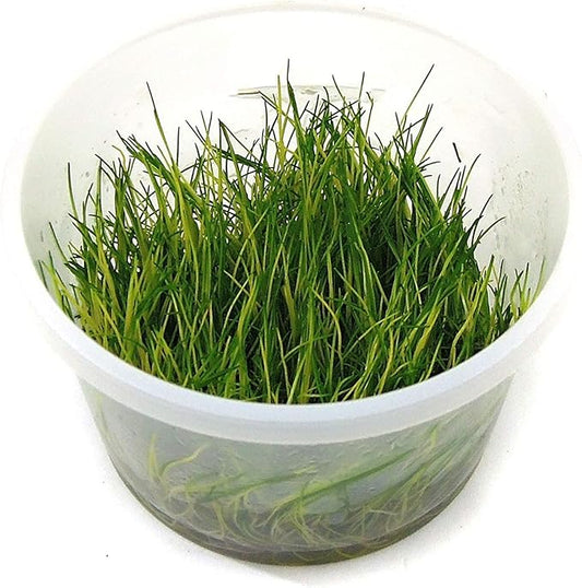 Tissue Culture Live Aquarium Plants | in Vitro Freshwater Aquatic Plants for Small Aquariums and Foreground (Dwarf Hairgrass)
