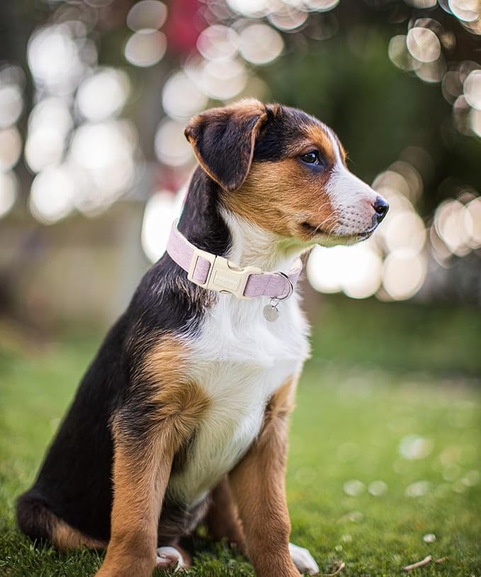 DOGWONG Cotton Hemp Dog Collar - Heavy-Duty Adjustable Soft Natural Fabric Pet Collar, Cute Wedding Puppy Necklace for Small Medium Large Dogs (Purple)