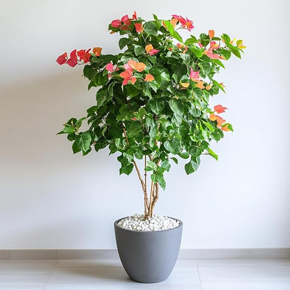 White Natural River Rocks, 1-1.5 Inch Decorative Stones for Plants, Garden, and Landscaping  40LB, Ideal for Fish Tanks, Vases, Crafting, Home Decor, and Outdoor Landscaping