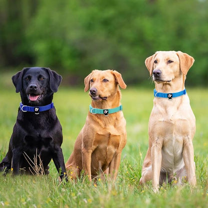 azuza 3 Pack Dog Collars Comfortable and Adjustable Nylon Dog Collars for Puppy Small Dogs, XS (8-12inch)ï¼_reen, Blue and Royal Blue