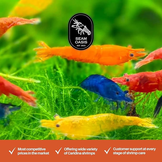 20 + Mixed Color Neocaridina Live Freshwater Aquarium Shrimps for Aquarium Beeding Age Young Adults 1/2-1 inch Long. Live Arrival Guarantee.