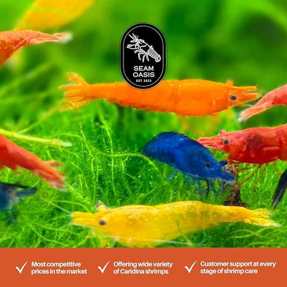 20 + Mixed Color Neocaridina Live Freshwater Aquarium Shrimps for Aquarium Beeding Age Young Adults 1/2-1 inch Long. Live Arrival Guarantee.
