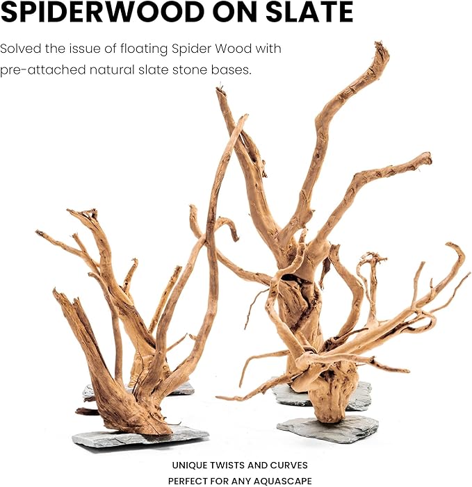 Ultum Nature Systems Driftwood - Spider Wood on Slate Stone for Fish Tank, Planted Tank, Terriarium, Paludarium - Versatile Natural Driftwood Decor - Spider Wood on Slate Stone, M 12-15", 3 Pack