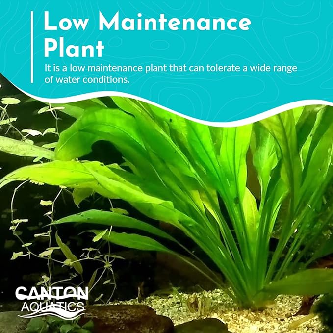 Live Aquarium Amazon Sword Echinodorus Bleheri Plant - Natural Cleaning Filter for Water - Long Lasting & Easy to Maintain Aquatic Plants - Suitable for Winter & Summer - in Pot