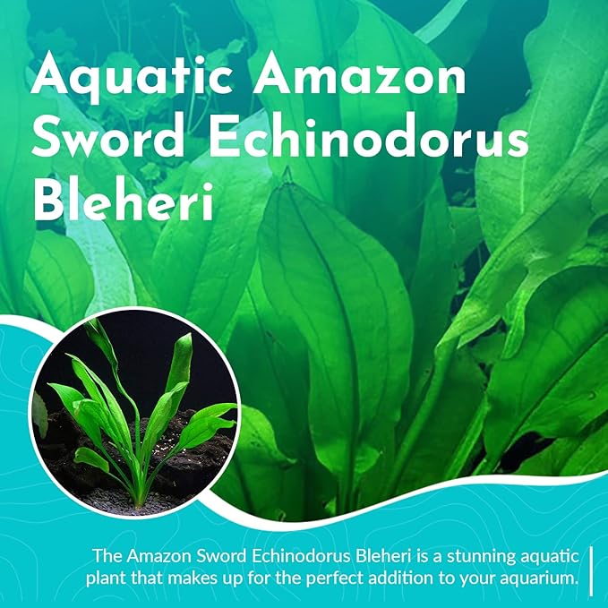 Live Aquarium Amazon Sword Echinodorus Bleheri Plant - Natural Cleaning Filter for Water - Long Lasting & Easy to Maintain Aquatic Plants - Suitable for Winter & Summer - in Pot