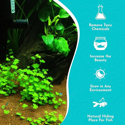 Dwarf Pennywort Japan (Hydrocotyle Tripartita) Potted - Versatile - Clover-Shaped Leaves - Mid-Ground Positioning - All Natural & Organic Aquatic Plant - Long Lasting & Easy to Care