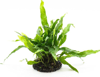Java Fern Live Aquarium Plants – Windelov, Narrow Leaf & More– Easy Aquascaping Plants for Freshwater Tanks, Low Light, No CO₂ (Java Fern Petite on Nutripad)