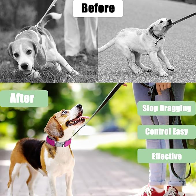 Adjustable Basic Collar with Quick Release Buckle for Small Medium Large Dogs