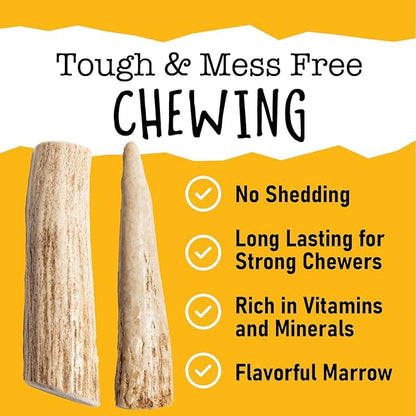 Snatchers Whole Elk Antlers for Mild to Aggressive Chewers  Durable, Naturally Shed Antlers for Dogs Processed in the USA with No Additives  Vitamin-Rich Dog Treats for Fun & Health (Medium 1 Count)