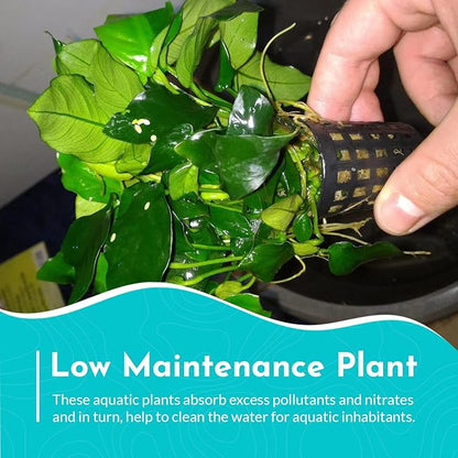 Aquarium Anubias Barteri Nana Golden - Absorb Excess Pollutants & Nitrates - All Natural & Organic Fish Resting Spots - Golden Yellow Aquatic Plants - Small
