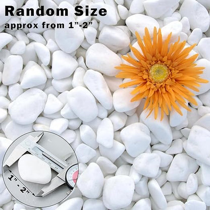 11Lbs Natural River Rocks for Plants 1''-2'' Large Landscaping Garden Stones White Aquarium Gravel for Decorative Pebbles for Indoor Outdoor Planters, Big Terrarium Rocks in Bulk, Home Decor