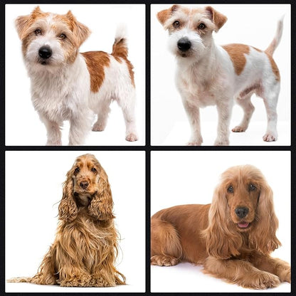 5 In 1 Dog Grooming Scissors Kit, 7" Long Professional 4CR Pet Grooming Kit Heavy Duty Stainless Sharp And Durable Dog Clippers for Grooming Shears Suitable for Cats, Dogs & Other Pets