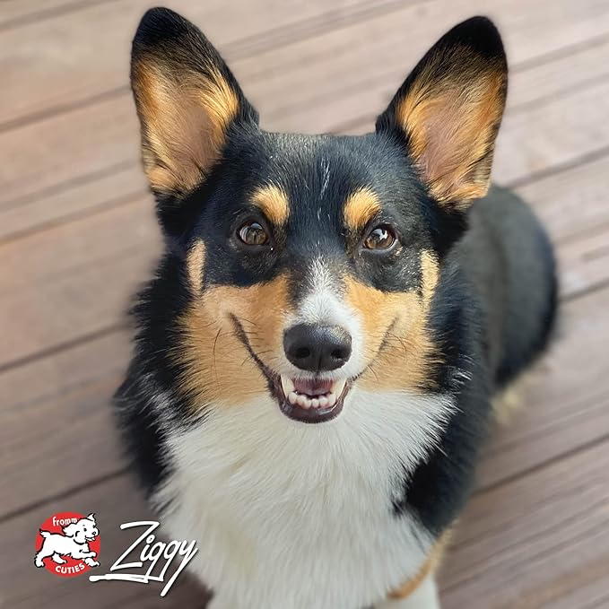 Fromm Four-Star Nutritionals Parmesan Cheese Dog Treats - Premium Oven Baked Dog Snacks - Cheese Recipe - Pack of (3) 8 oz Bags