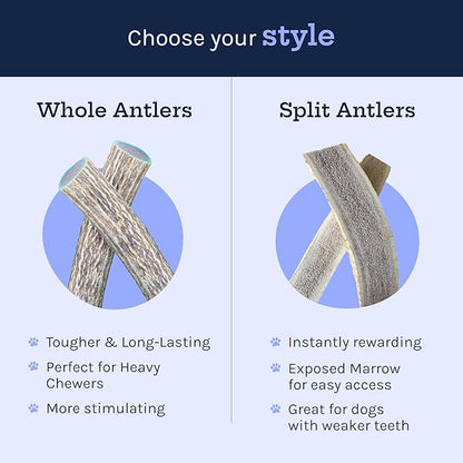 Good Trouble Pets Premium Elk Antlers for Medium Dogs - All-Natural, Shed Antler Chews for Dental Health & Calming - Durable Dog Bones for Aggressive Chewers - Cruelty-Free, North American Sourced