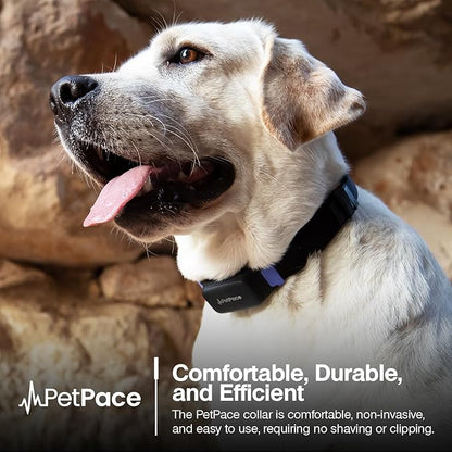 AI Health Monitor & GPS Tracker for Dogs | Track Heart Rate, Pain, Anxiety & Stress | Vet Backed, Near Real-Time Alerts & Monitoring | Subscription Required | PetPace Smart Collar 2.0 (Medium)