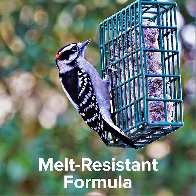 Blue Seal Nut Feast Suet Cakes for Wild Birds | No Mess Suet Feed with Variety of Nuts | Food for Woodpeckers, Cardinals, Siskins & Sparrows | Use with Suet Feeder | 11oz Seed Cake (6 Variety Pack)