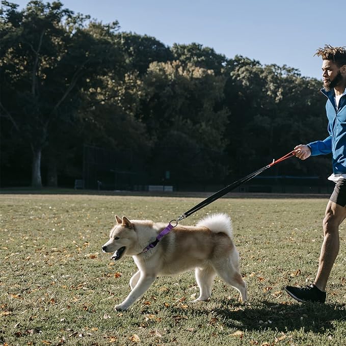 Martingale Collar for Training Dogs. Adjustable Reflective Dog Collars with Buckle- Prevents Slipping Out, for Medium Large XL Dogs. Helps with Strong pullers(S, Purple)