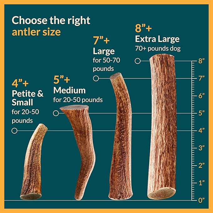 100% Natural - Antlers for Dogs - Naturally Shed in USA - Grade A Long Lasting Chew for Aggressive Chewers - Elk Antlers Dog Antler Chews - Real, Healthy Treats & Toys - No Odor & No Mess - Small