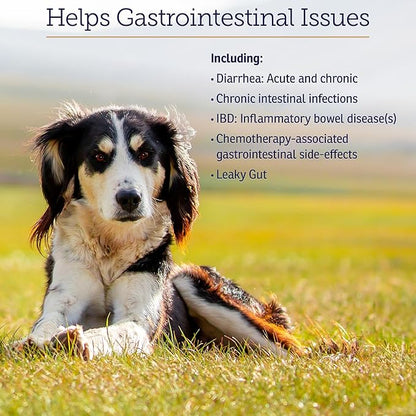 Rx Vitamins NutriGest - Dog Probiotics for Digestive Health - Probiotic for Cats - Cat Digestive Support,Anti Diarrhea for Cats and Dog Gas Relief - Probiotics for Dogs Powder - 4.65oz