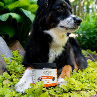 Hemp Well Immune - Digestion + Gut Support - Dog Soft Chews with Functional Mushrooms - 60 Count, Dog Supplements for Digestive and Skin Support