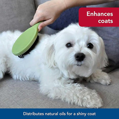 Coastal Pet Safari Bristle Dog Brush, Brush, Small (8" L x 2" W)