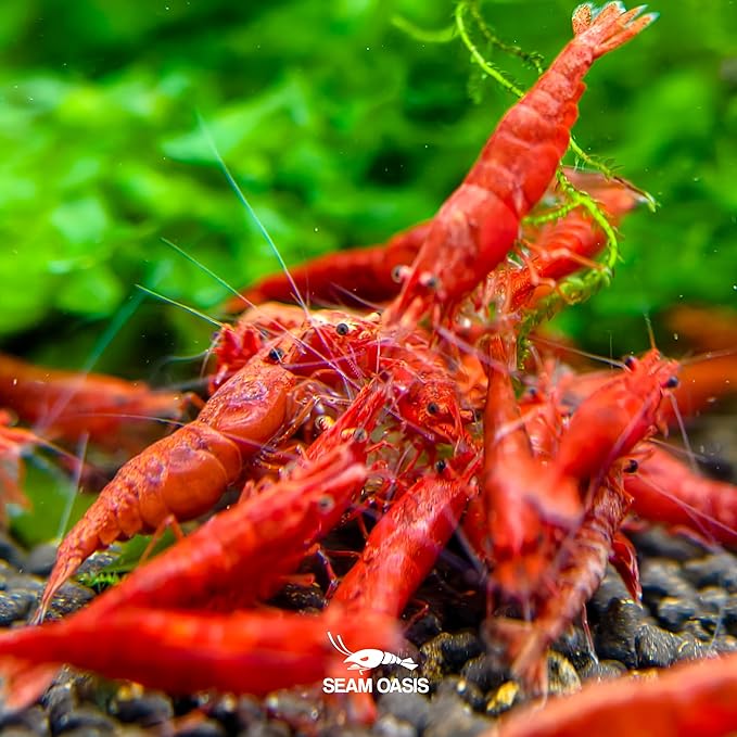 Fire Red Premium High-Grade Neocaridina Freshwater Aquarium Shrimp, Live Arrival Guarantee (Pack 20)