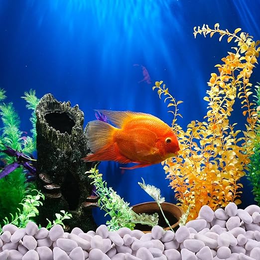 10Ib Snow White River Rock-Decorative Stones-Pebbles for Indoor Plants-Rocks for Outdoor Landscaping 1-2 inch High Polished Stones for Aquarium, Home Decor,Garden Decor