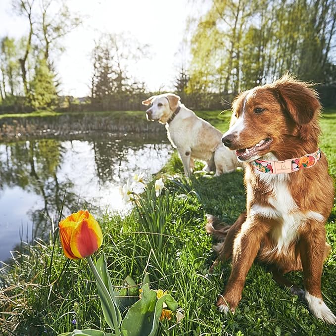 Lionheart glory Premium Floral Dog Collars Spring Dog Collar, Adjustable Heavy Duty Girl Dog Collar for Large Dogs