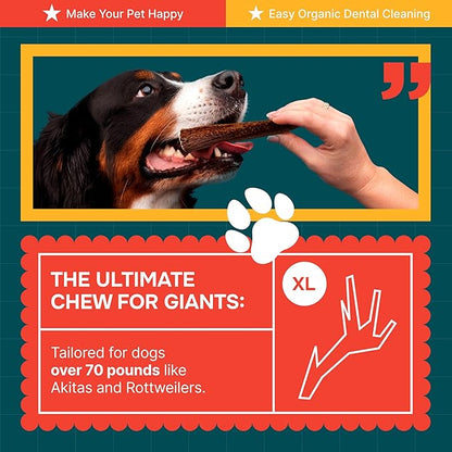 100% Natural - Antlers For Dogs - Elk Antlers for Very Large Dogs - Naturally Shed in USA - Grade A Dog Antler Chews - Dog Chews - Natural, Long-Lasting Treats for Aggressive Chewers - Extra Large