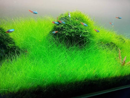 Tissue Culture Live Aquarium Plants | in Vitro Freshwater Aquatic Plants for Small Aquariums and Foreground (Dwarf Hairgrass)