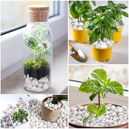 10LB White River Rock- High Polished Pebbles for Indoor Plants- Decorative Stones for Aquarium Fish Tank - White Rocks for Outdoor Garden Landscaping - 0.3"-0.8"