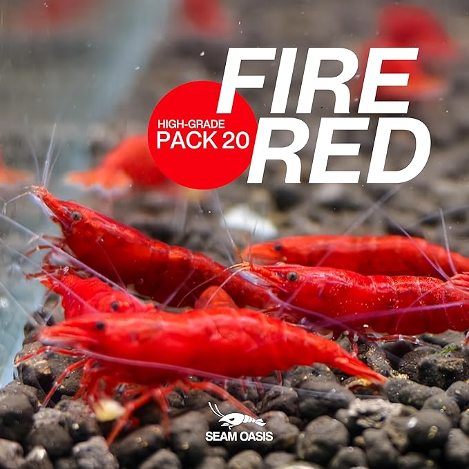 Fire Red Premium High-Grade Neocaridina Freshwater Aquarium Shrimp, Live Arrival Guarantee (Pack 20)